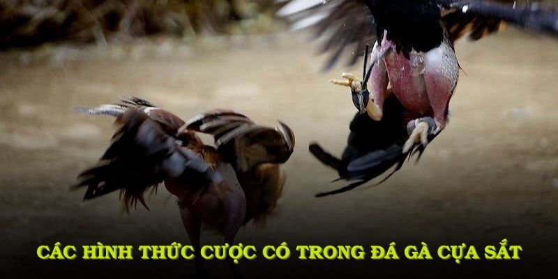 Các hình thức cược cơ bản có trong đá gà cựa sắt
