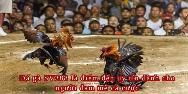 Các loại hình đá gà SV388