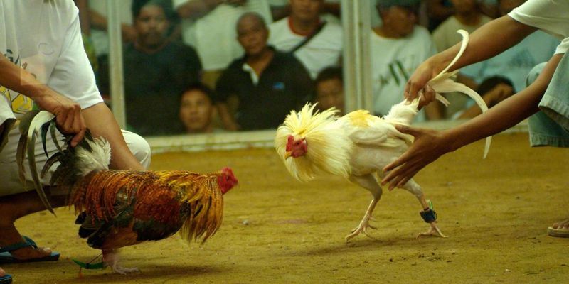 Nhiều phương thức dự đoán để hội viên tham gia