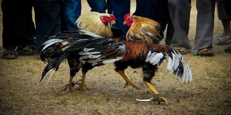 Khám phá nguồn gốc của đá gà cựa dao không quá phức tạp