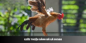 Đá gà SV388