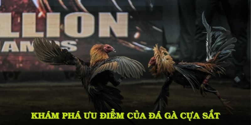 Khám phá các ưu điểm nổi bật của hình thức đá gà cựa sắt