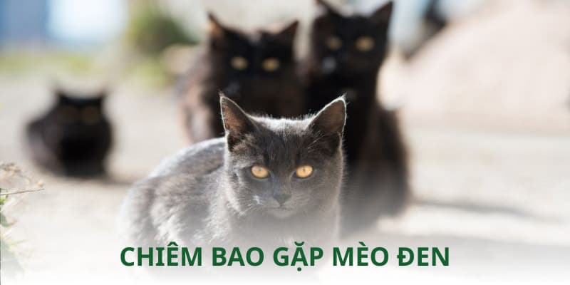 Chiêm bao gặp hắc miêu