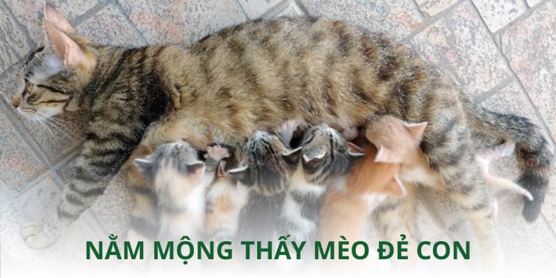 Nằm mộng thấy mèo đẻ con