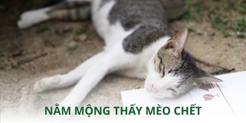 Nằm mộng gặp mèo chết