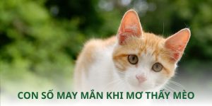 Mơ thấy mèo