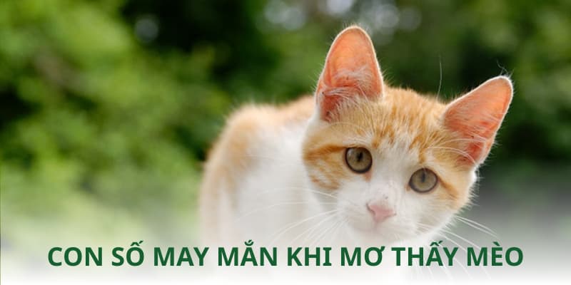 Con số may mắn để chơi lô đề khi chiêm bao gặp mèo