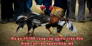 Trực tiếp đá gà đỉnh cao